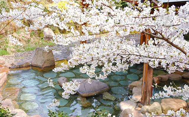 温泉とお花見を一緒に楽しめる温泉施設を紹介のイメージ