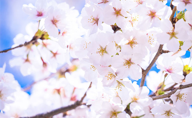 お花見と温泉を一緒に楽しむなら、開花時期を要チェックのイメージ