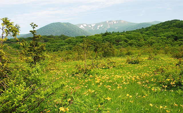 世界谷地原生花園のイメージ