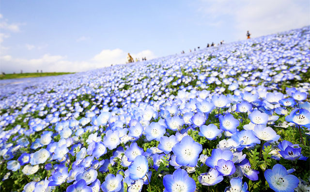 ひたち海浜公園の春はネモフィラが見頃！のイメージ