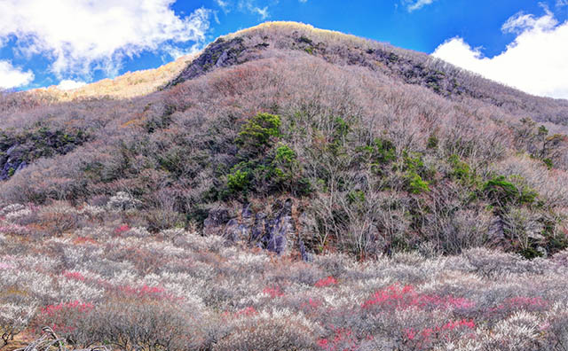 幕山公園の幕岩と湯河原梅林