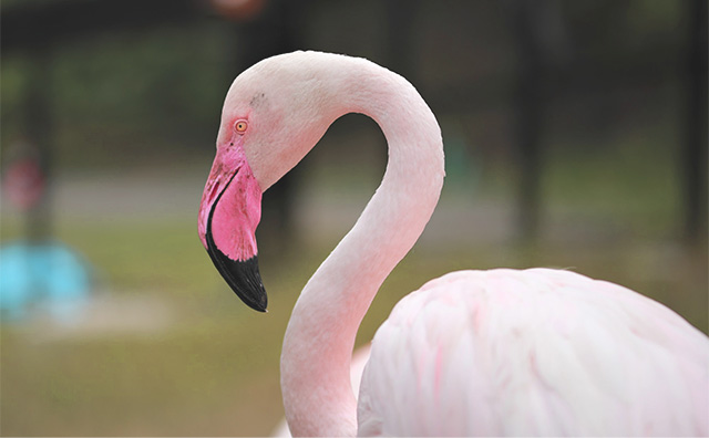 旭山動物園のイメージ