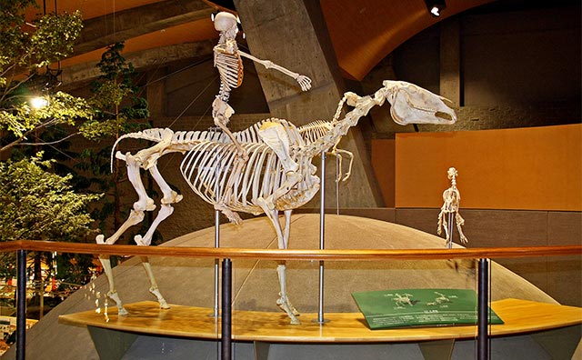 群馬県立自然史博物館のイメージ