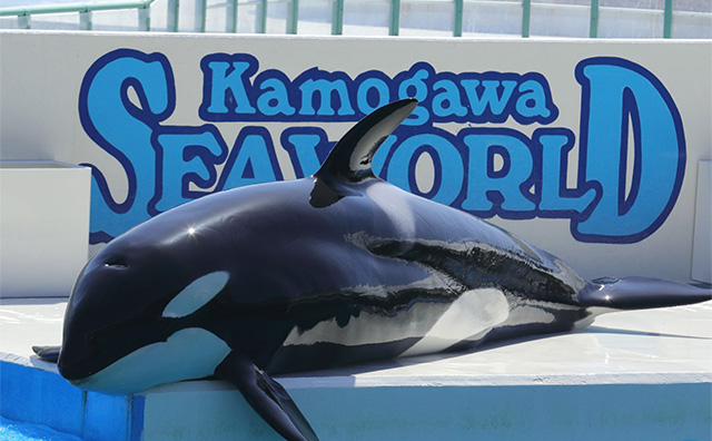 鴨川シーワールド（千葉）のイメージ