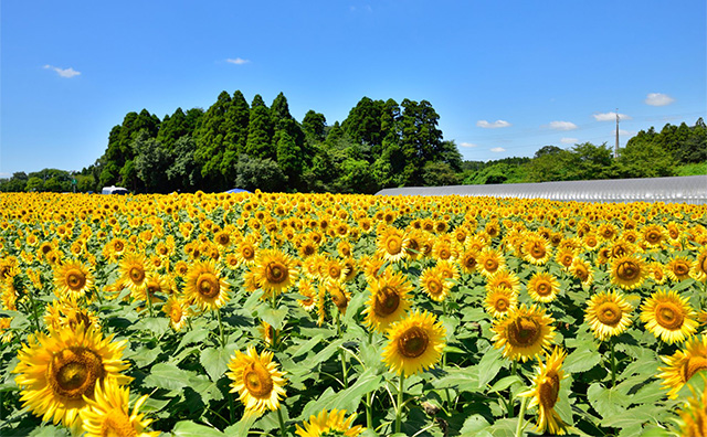 成田ゆめ牧場（千葉）のイメージ