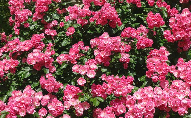 目の前に広がるのは、世界で唯一のバラの庭のイメージ