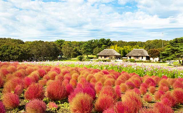 ひたち海浜公園を彩る秋のコキアのイメージ