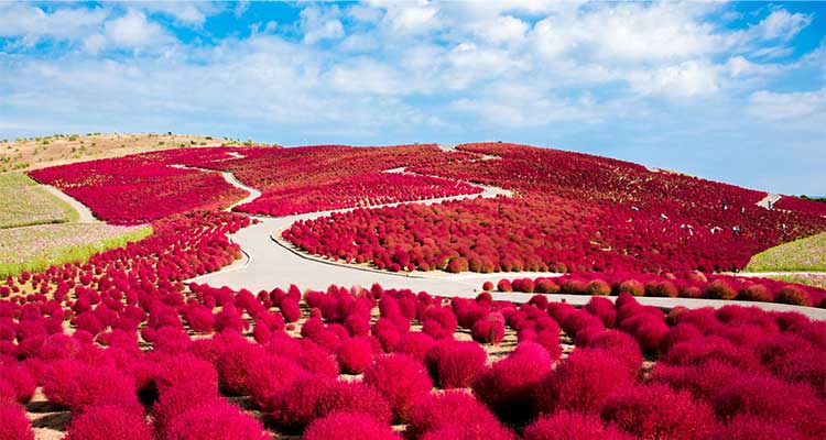 ひたち海浜公園のコキアの魅力とは？列車で日帰りでも堪能できる秋の絶景を紹介のイメージ