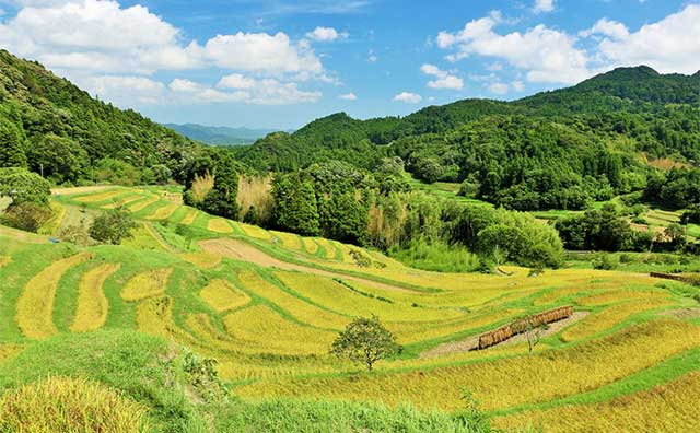 大山千枚田のイメージ