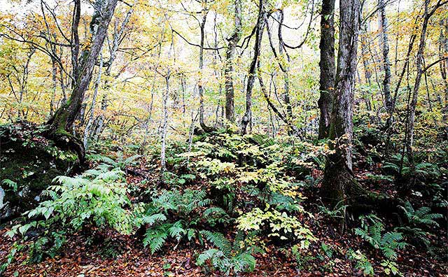 白神山地の基本情報のイメージ