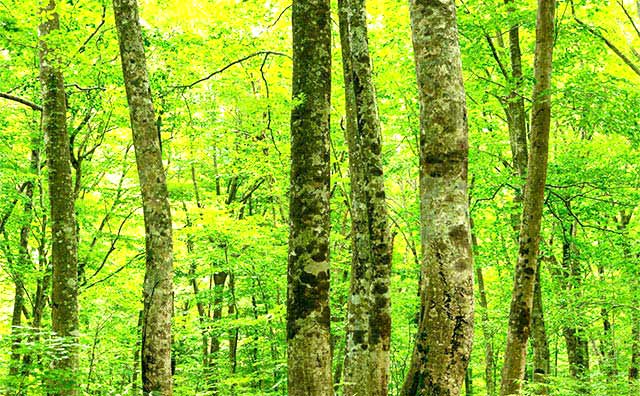 ブナの自然林のイメージ