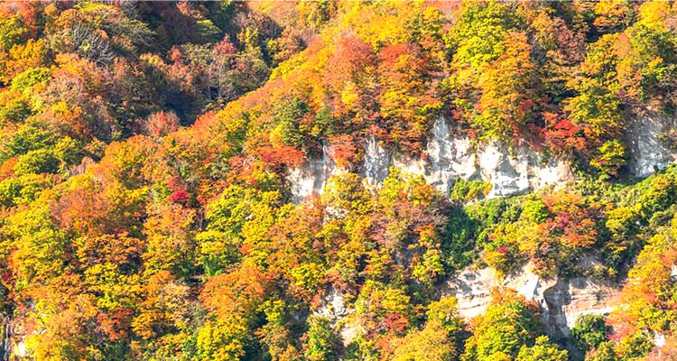 白神山地へ観光に行くならここ！知っておきたいおすすめのスポットを紹介のイメージ