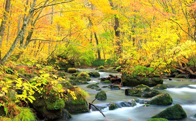 静かな川とともに秋を感じる「奥入瀬渓流」のイメージ