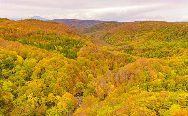 山頂から見える紅葉に圧倒される「八甲田山」のイメージ