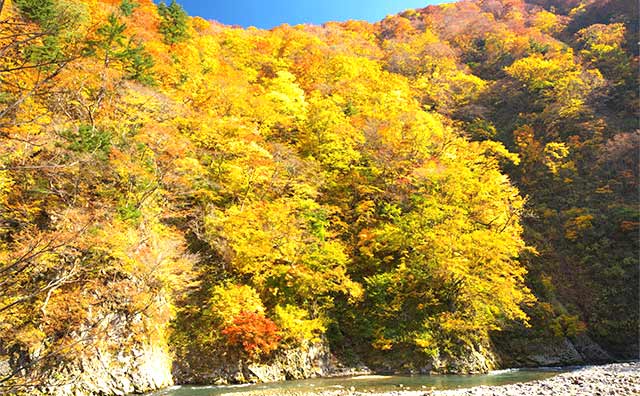 カエデやミズナラが鮮やかに輝く「赤石渓流」のイメージ