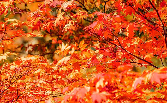 宮城の紅葉スポットには新幹線で行こう！一度は見ておきたい絶景エリアも紹介