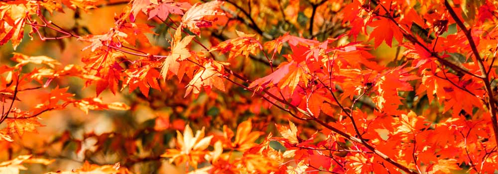 宮城の紅葉スポットには新幹線で行こう！一度は見ておきたい絶景エリアも紹介のイメージ