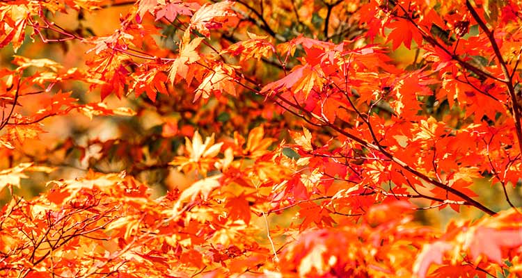 宮城の紅葉スポットには新幹線で行こう！一度は見ておきたい絶景エリアも紹介のイメージ