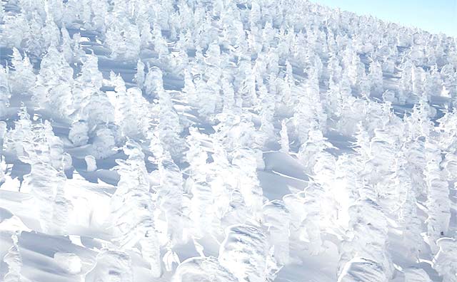 蔵王の樹氷のイメージ
