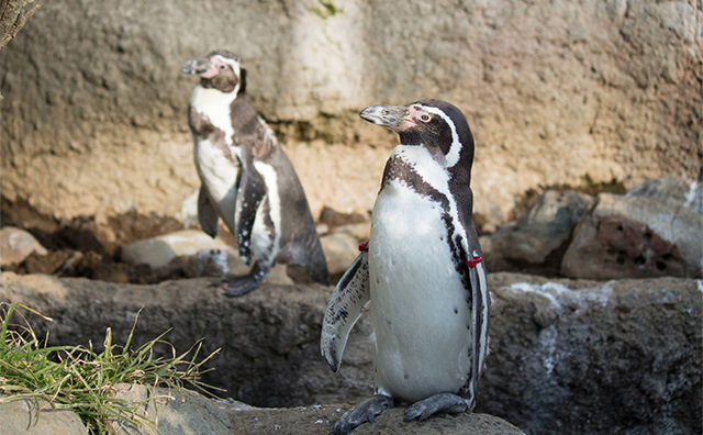 誰も心奪われるペンギンの歩く姿のイメージ