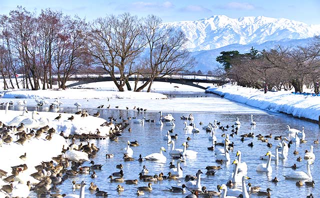 瓢湖（ひょうこ）（新潟県）のイメージ