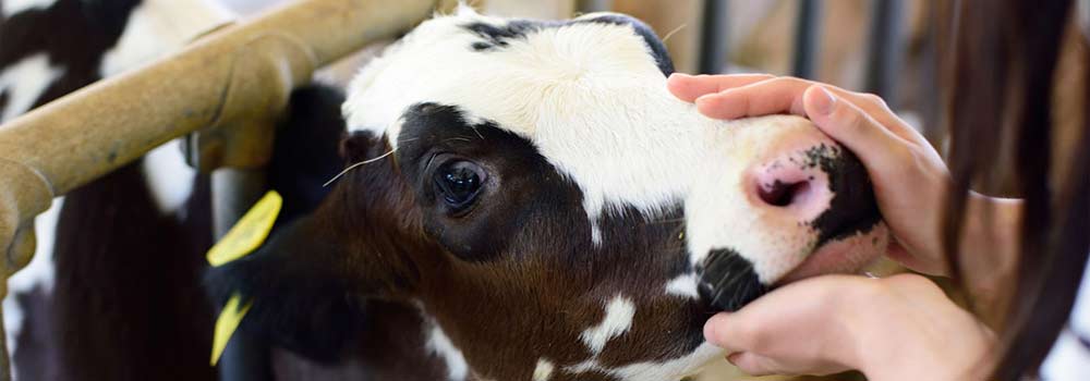 成田ゆめ牧場で思いっきり遊ぼう！動物とのふれあいやボルダリング、キャンプも楽しむのイメージ