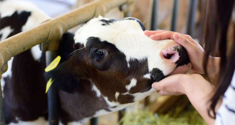 成田ゆめ牧場で思いっきり遊ぼう！動物とのふれあいやボルダリング、キャンプも楽しむのイメージ