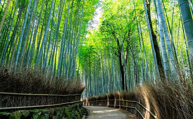 竹林の小径のイメージ