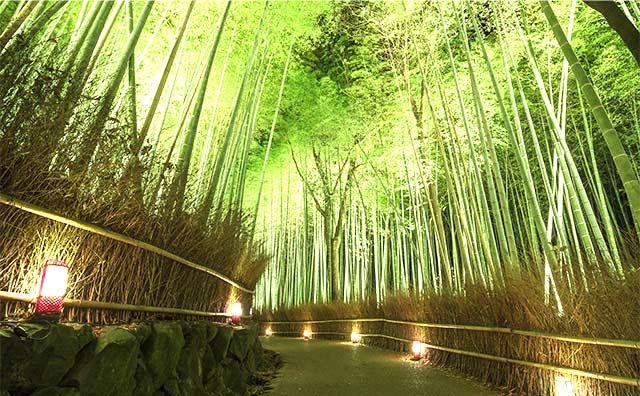 竹林のライトアップのイメージ