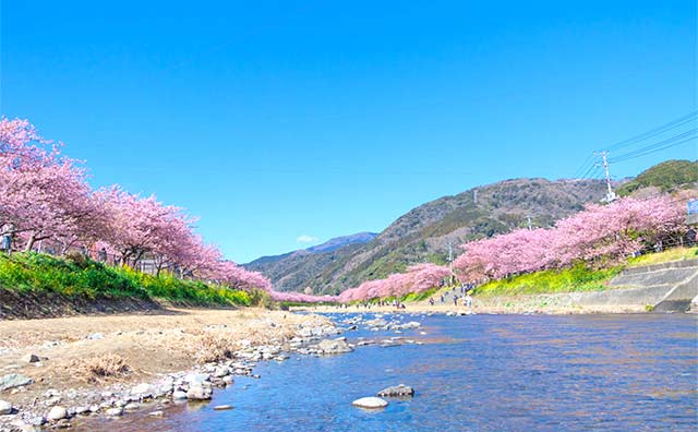 伊豆の河津桜で一足先に春を感じよう！川沿いの桜並木は圧巻