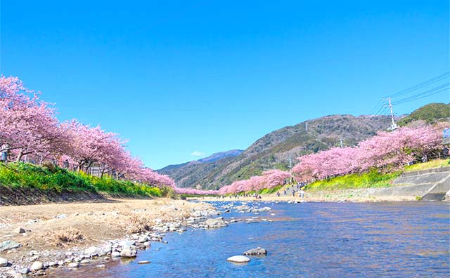 伊豆の河津桜の見頃やおすすめの名所は？河津桜まつりは必見