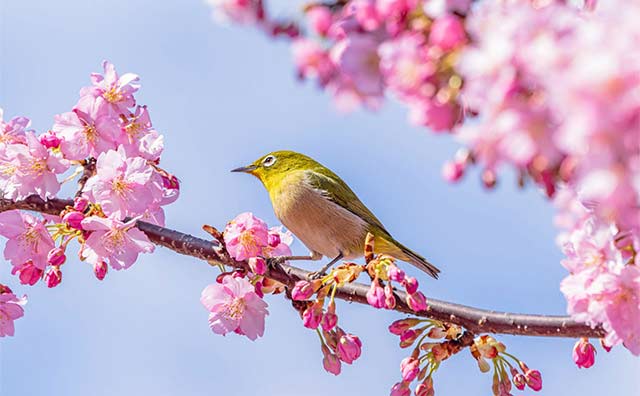 伊豆の河津桜を観に行きたい！見頃はいつ？載のイメージ