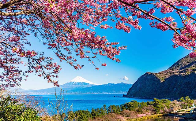 伊豆の河津桜を楽しめるスポットのイメージ