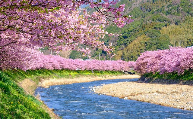 河津川沿いの桜並木のイメージ