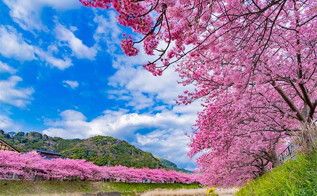 河津桜まつりに行ってみようのイメージ