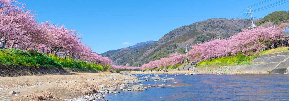 伊豆の河津桜で一足先に春を感じよう！川沿いの桜並木は圧巻のイメージ