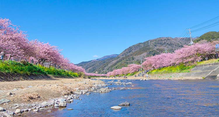 伊豆の河津桜で一足先に春を感じよう！川沿いの桜並木は圧巻のイメージ