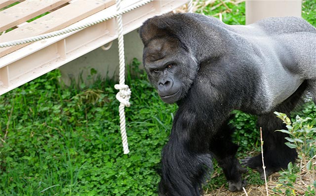 東山動植物園のイメージ