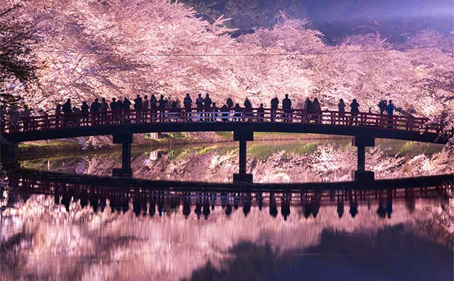 東北の桜名所に魅せられて～一度は行ってみたいお花見スポット～