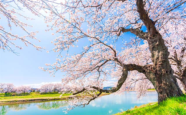 東北の桜名所に魅せられて 一度は行ってみたいお花見スポット びゅうトラベル Jr東日本