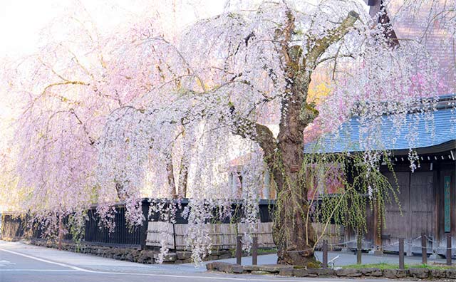 角館武家屋敷