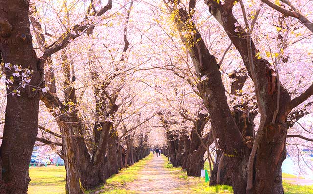 桧木内川堤