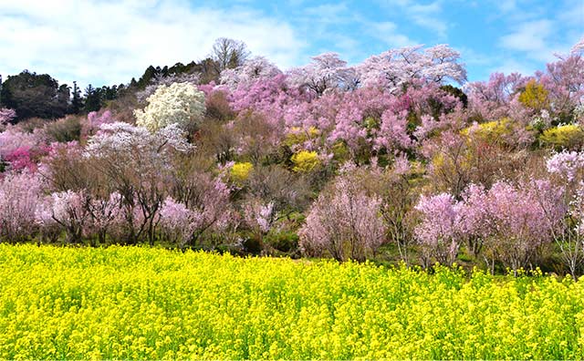 花見山