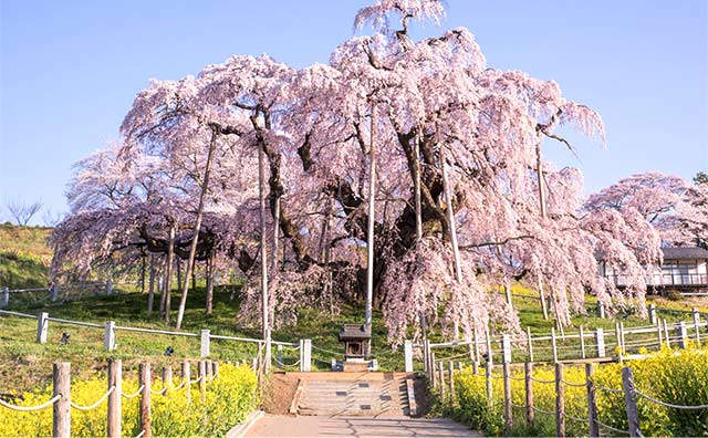 三春滝桜