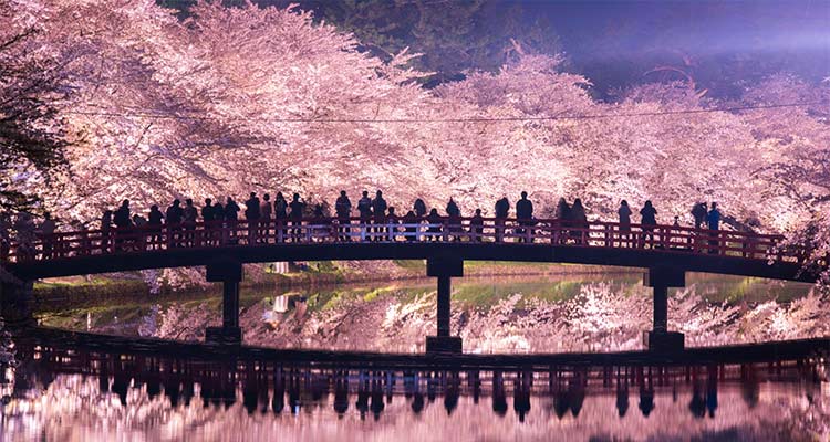 東北の桜名所に魅せられて～一度は行ってみたいお花見スポット～