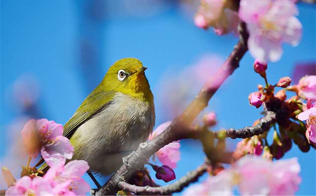 関東の桜名所を見に行こう！のイメージ