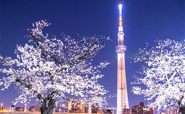 関東の桜名所をピックアップのイメージ