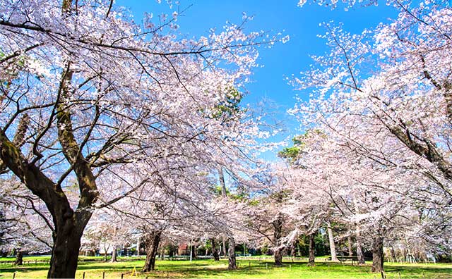 大宮公園のイメージ