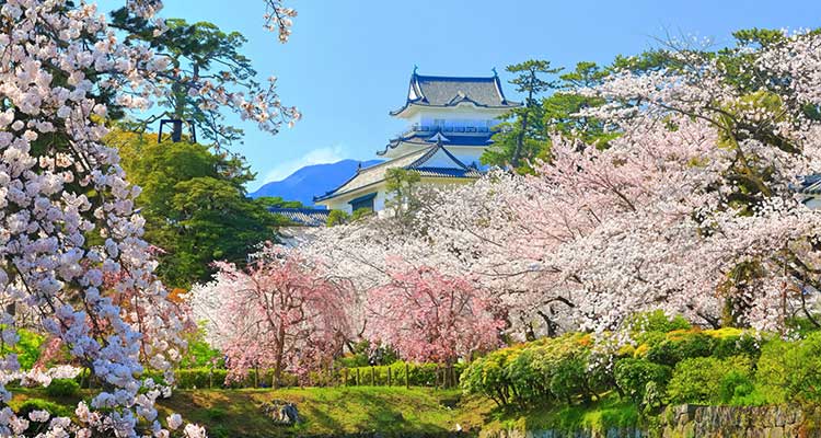 【関東】桜の便りが届いたら…訪れてみたい名所をピックアップのイメージ