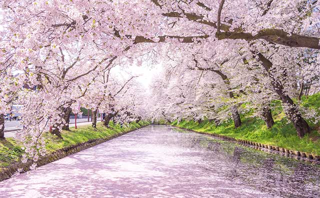 弘前さくらまつりのお役立ち情報が知りたい！見頃の時期やフォトスポットは？